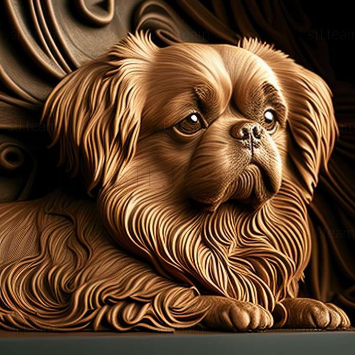 Tibetan Spaniel dog